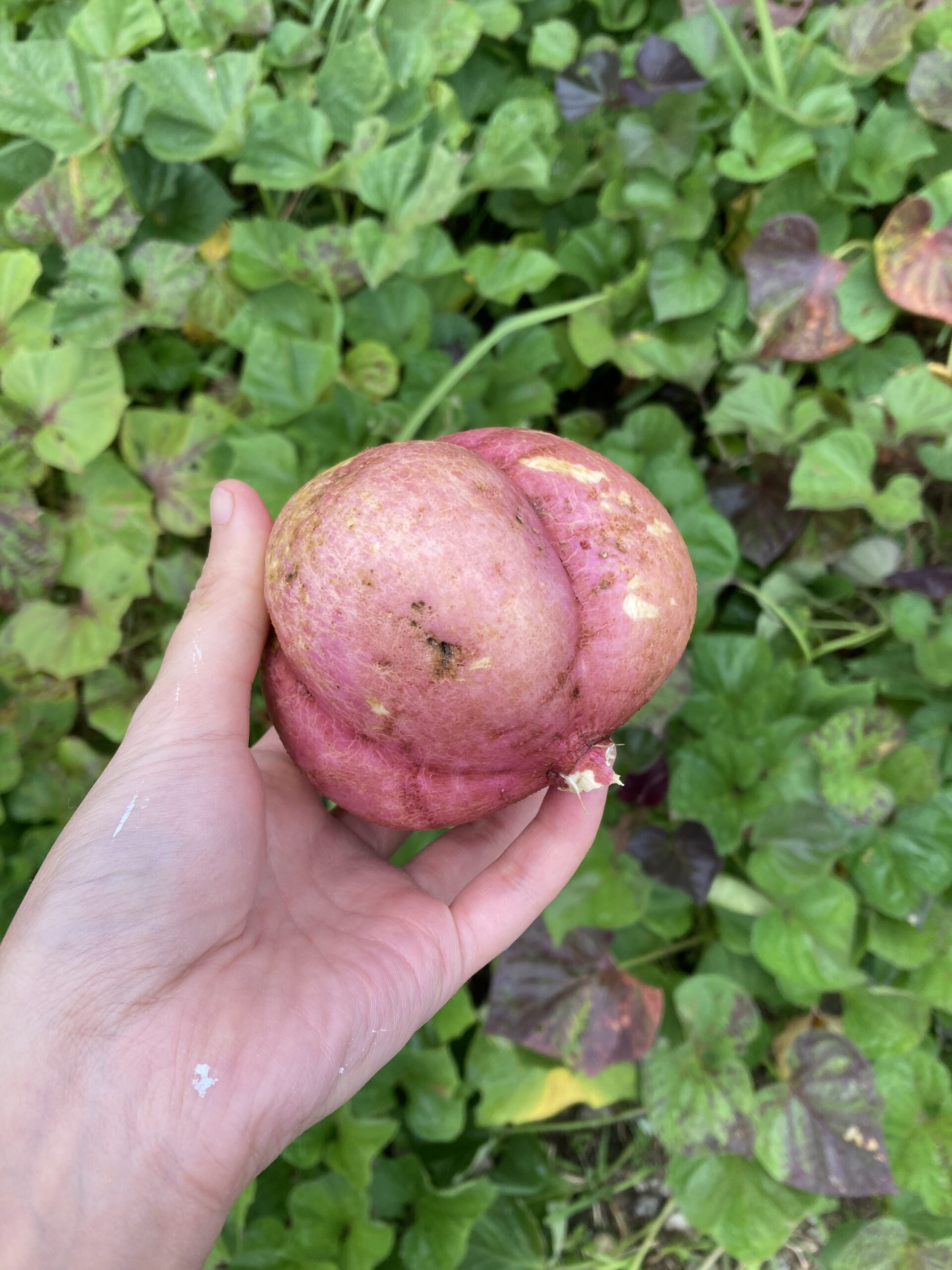 芋掘り🍠✨